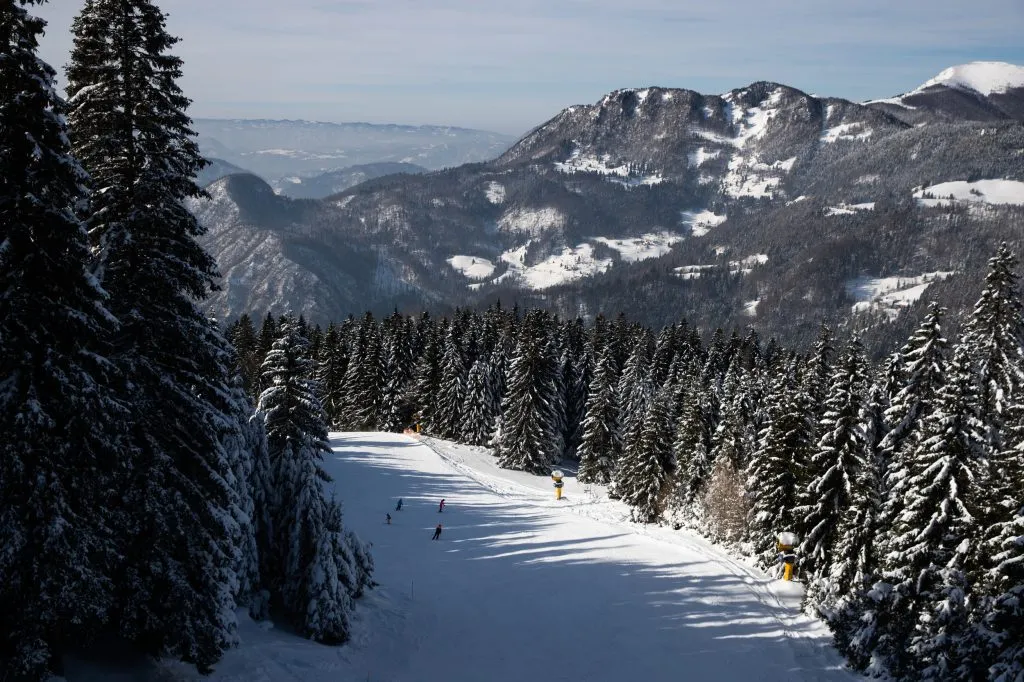Cerkno skisportssted skov